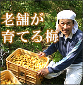 夏季限定　梅製品